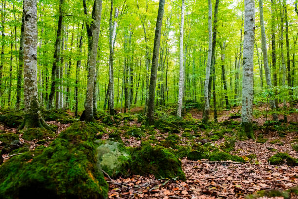 nature background of autumn forest of beech trees
