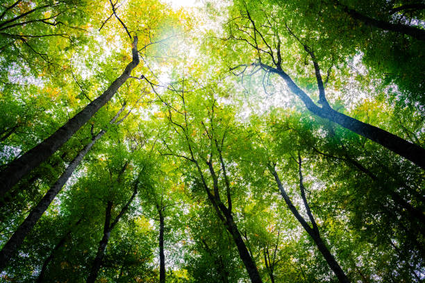 istock autumn trees with the sunlight at the treetops 1279060084