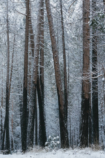 baumstämme und schneebedeckte äste im winter - yosemite falls tree branch landscape stock-fotos und bilder