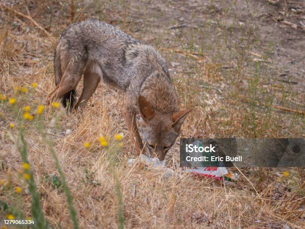 Coyote Picking Through Discarded Fast Food Trash Stock Photo - Download Image Now - Coyote, Garbage, Eating