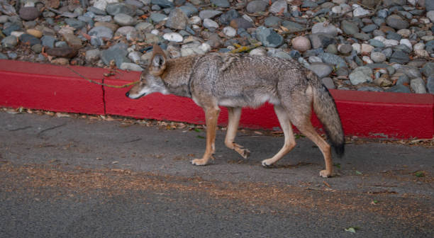 istock Coyote wandering around in paved urban environment 1279065335