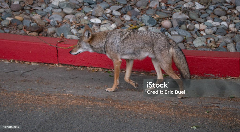 Coyote wandering around in paved urban environment Coyote (Canis latrans) wandering around in paved urban environment Coyote Stock Photo