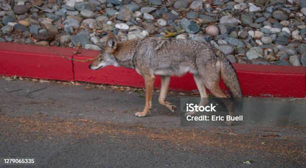 Coyote Wandering Around In Paved Urban Environment Stock Photo - Download Image Now - Coyote, City, Street