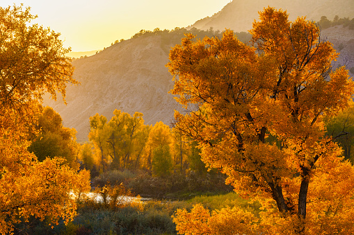 Cottonwood Tree Beauty Along Scenic River Autumn Color - Golden hour sunset light along the Eagle River, Colorado USA.