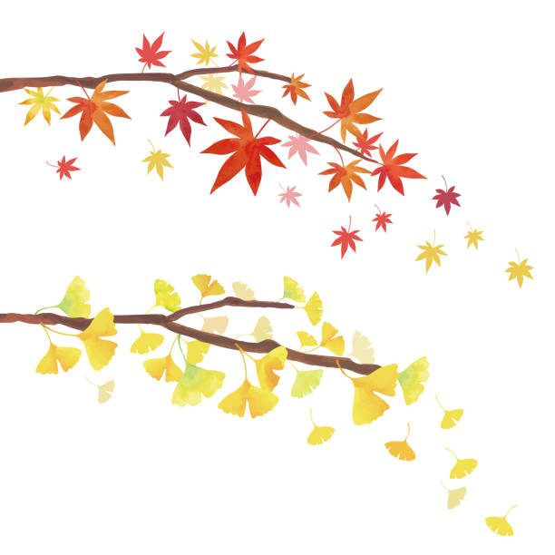 단풍 나무 잎과 은행나무 가지 장식 및 그래픽 재료 가을 단풍에 대한 스톡 벡터 아트 및 기타 이미지 - 가을 단풍, 은행 나무,  은행나무 - Istock