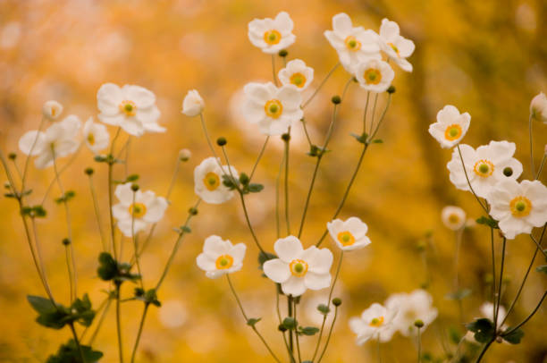 Anemone hupehensis