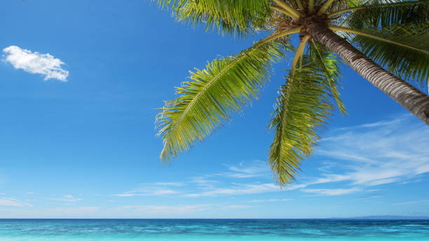 istock Exotic Tropical summer scene for background or wallpaper 1279068594