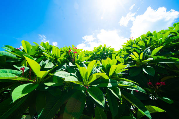 istock Green Leaf against blue cloud filled summer 1279070312