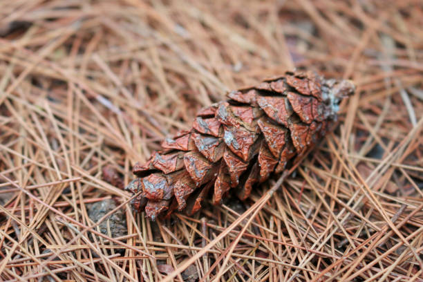 cône de pin brun ou fruit de pin sur le sol avec la feuille sèche de pin d’automne à l’arrière-plan - pine nut tree pine tree pine cone photos et images de collection