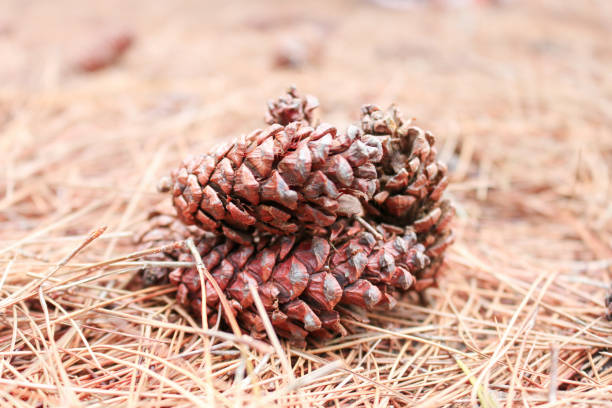 cône de pin brun ou fruit de pin sur le sol avec la feuille sèche de pin d’automne à l’arrière-plan - pine nut tree pine tree pine cone photos et images de collection