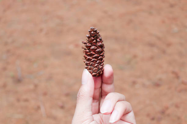 istock a hand bring brown pine cone or pine tree fruit with pine forest in the background 1279072886