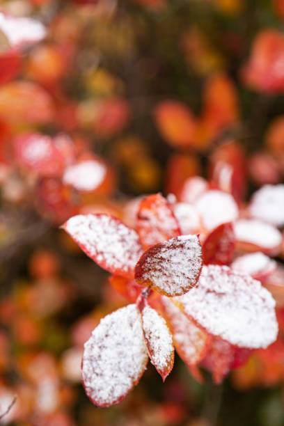 istock First snow covered autumn colored leaves close-up, selective focus 1279073074