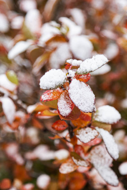 istock First snow covered autumn colored leaves close-up, selective focus 1279073079