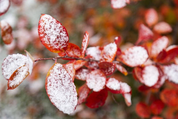 istock First snow covered autumn colored leaves close-up, selective focus 1279073080