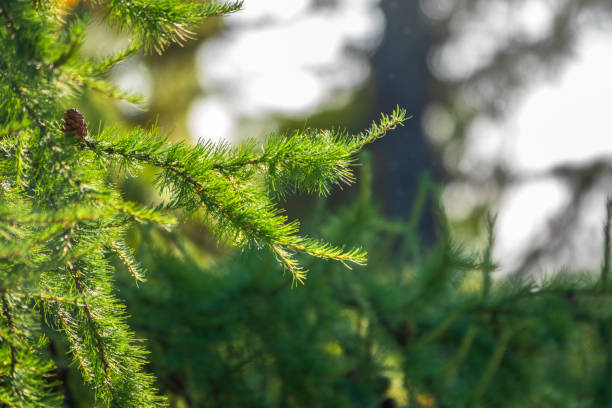 istock Larch branches with cones on green leaves background 1279074699