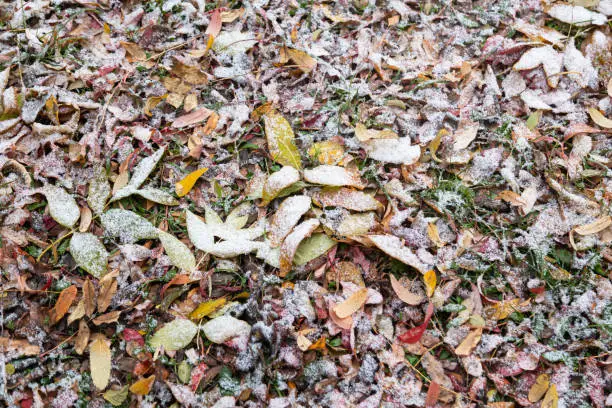 Photo of Background image. The first snow covered the fallen colored leaves and green grass. Snow season