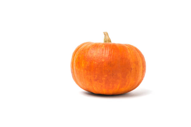 istock Large pumpkin with a stalk isolated on a white background. 1279076110