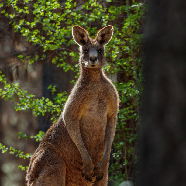 istock Eastern Grey Kangaroo caught in a sun ray in a pine forest 1279076985