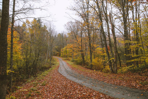 istock Road in the autumn forest 1279077170