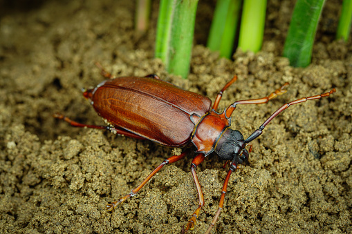 This is a titan beetle or beetle titanium or Longhorned Beetles, The beetle that destroys the cane root of the farmer in thailand, But it can be eaten as food.