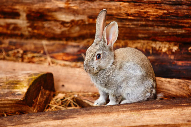 A cute gray rabbit sits near a log wall.