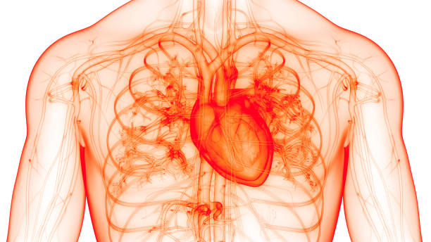 анатомия сердца кровеносной системы человека - pulse trace human cardiovascular system heart shape heart disease стоковые фото и изображения