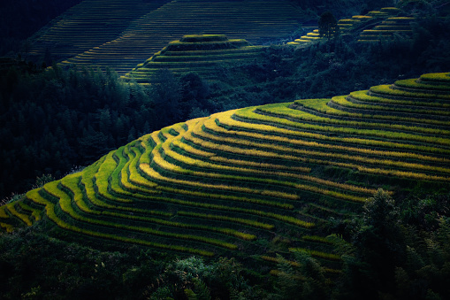 Rice paddy at autumn in Guilin,Guangxi,China