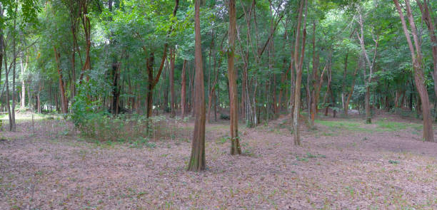 istock Trees in the forest of thailand 1279080811