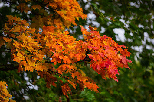 abstract background fall, glass drops autumn yellow leaves wet october weather.