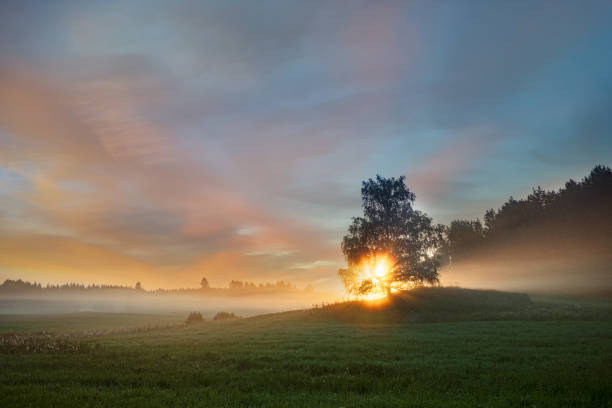 istock Landscape in sweden early summer morning 1279085474