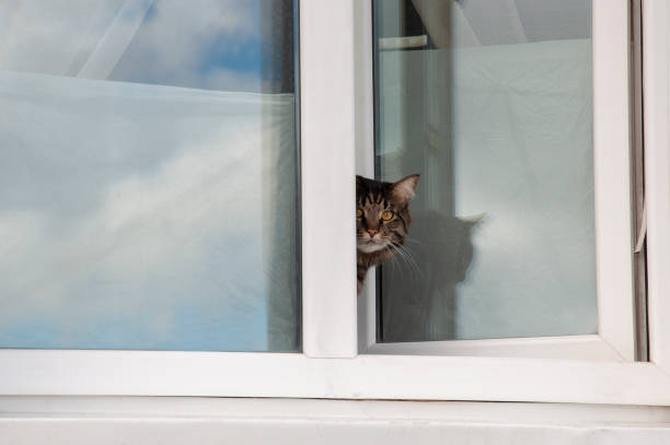 istock The home cat is sitting on the  windowsill 1279086049