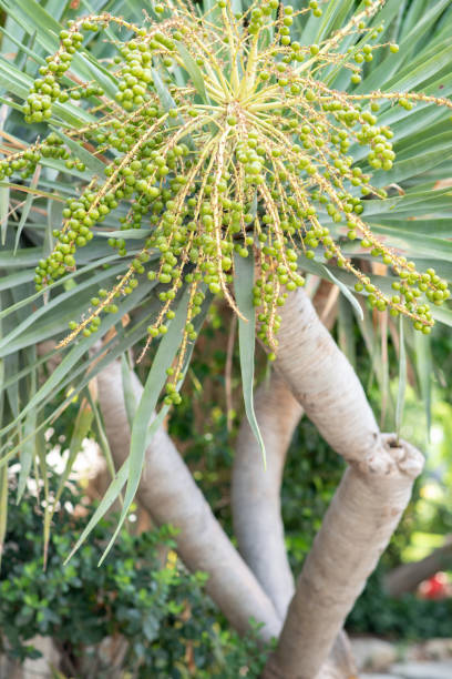 istock Date palm plant with dates palm fruit 1279086503