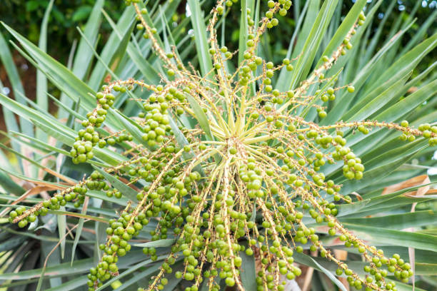 istock Date palm plant with dates palm fruit 1279086574