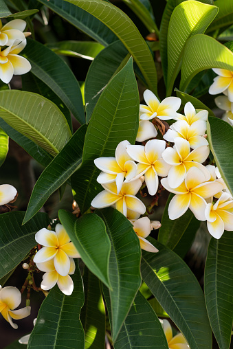 Vertical close up of orange jasmine blossoms Murraya evergreen shrub with fragrant white five petal flower against green leaves in bloom in country spring garden Australia