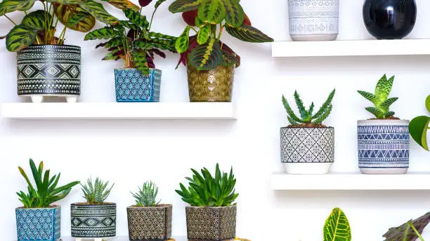 Photo of Decorative Tropical Succulent Plants In Geometric Ornamented Art Deco Style Flower Pots. Home Gardening