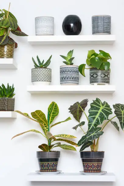 Photo of Decorative Tropical Succulent Plants In Geometric Ornamented Art Deco Style Flower Pots. Home Gardening