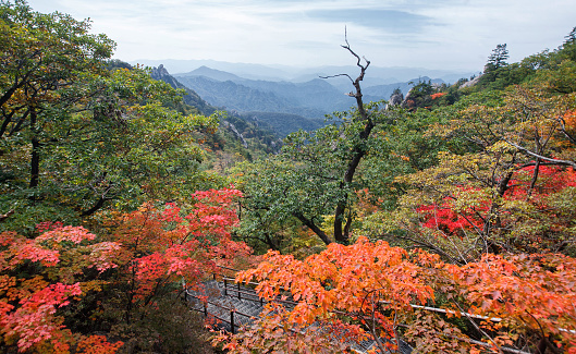 Fall foliage in Seorak Mountain, South Korea (Seoraksan)
