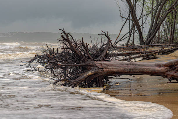 氣候變化照片 - 成熟的樹木因大風而連根拔起,躺在海灘上,因全球變暖導致海平面上升,擾亂了沿海地區的生態。 - hurricane florida 個照片及圖片檔