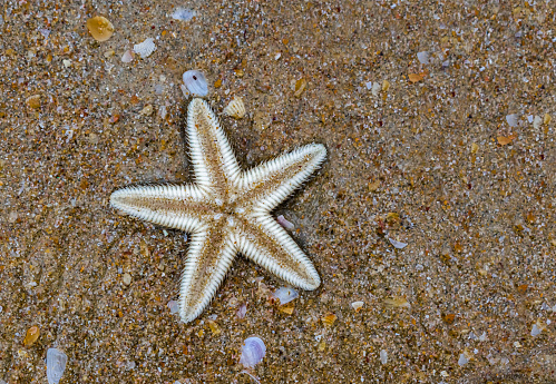 Detail of a Starfish on a Weathered Wood Background with Copy Space