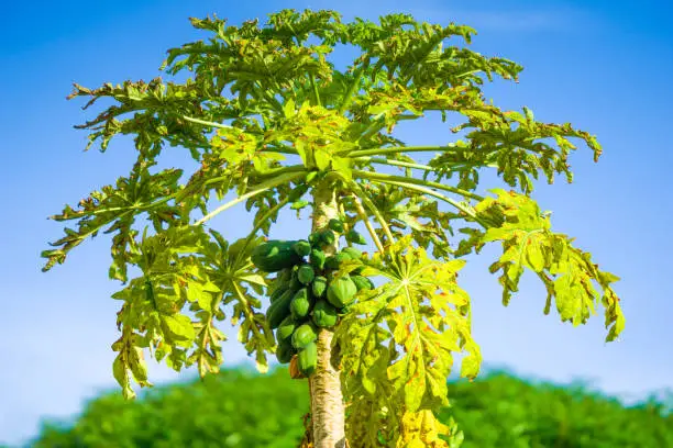 papaya tree pawpaw harvest green plant