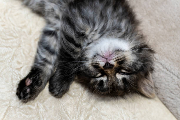 istock Picture a small kitten, a beautiful background or cover for notebooks 1279090100