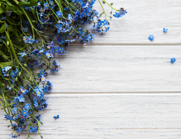 istock Forget-me-not flowers on a wooden table 1279090256