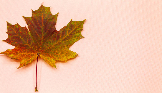 The photo shows a maple leaf that fell from a tree in October. A leaf from a maple tree lies on a pink background. Maple leaf has different colors: yellow, orange, red and green