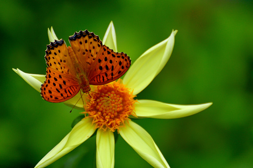 A fritillary butterfly enjoys sucking nectar of dahlia flower, helping the plant's pollination.