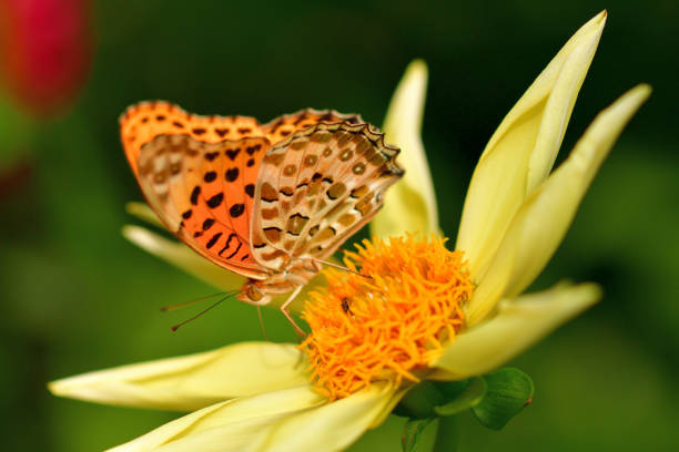 istock Dahlia and Butterfly (Fritillary) 1279091826