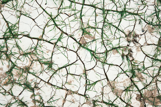 Background with dry soil with deep cracks, with sprouting grass - concept of the environment, effect of global warming, drought, climate change. Cracked earth with grass sprouts. Top view