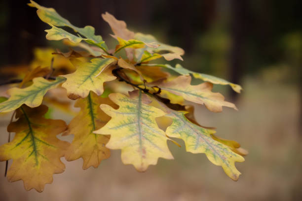 istock Yellow oak leaves in the autumn forest. 1279095323