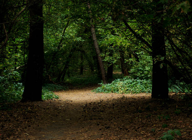 istock Autumn forest landscape, trees in the sunlight. 1279095355
