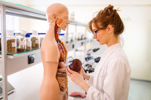 Student of medicine examining anatomical model in lab