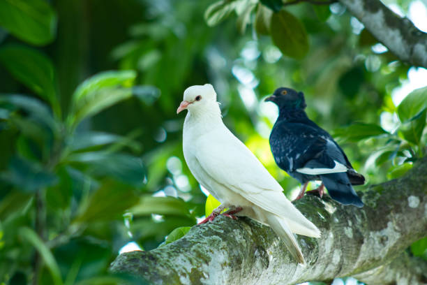 istock Two pigeons are perched on the branches of a tree 1279098661